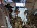 Selected cattle calves for meat (4 pieces)
