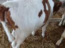 Selected cattle calves for meat (4 pieces)