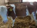 Selected cattle calves for meat (4 pieces)