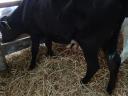Selected cattle calves for meat (4 pieces)