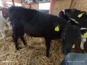 Selected cattle calves for meat (4 pieces)