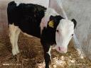 Selected cattle calves for meat (4 pieces)