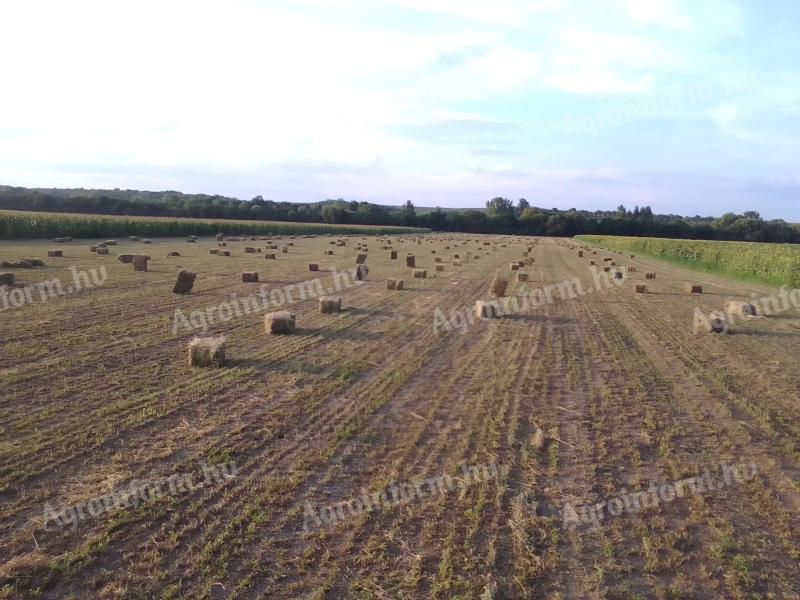 Lucerna small cube bale for sale