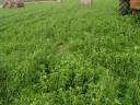 Lucerna small cube bale for sale