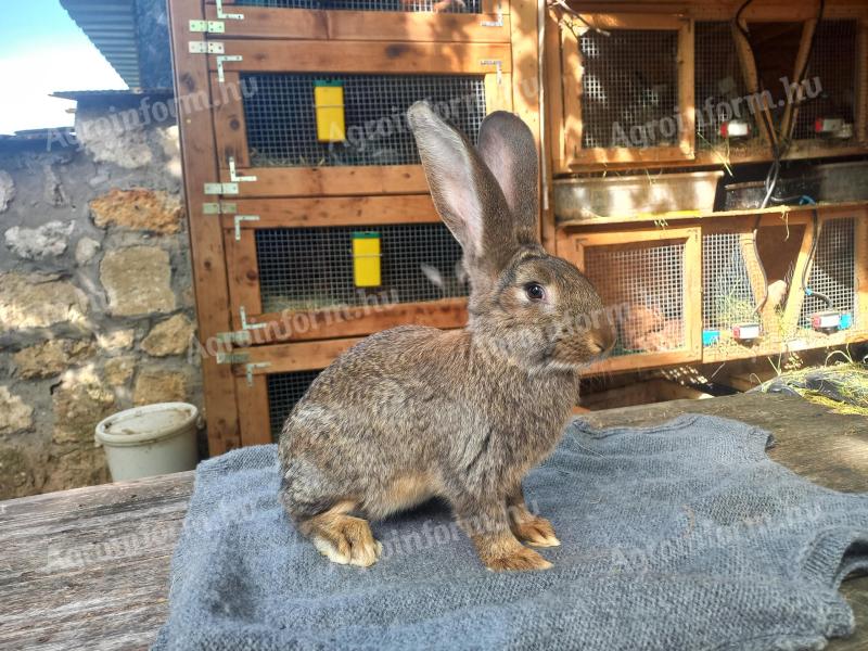 Hungarian giant rabbits, rabbits