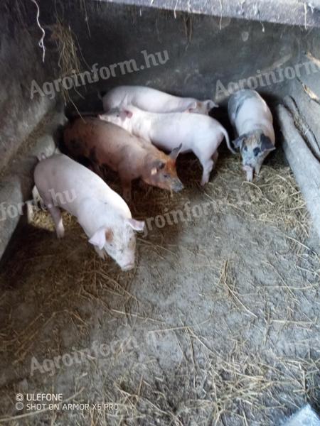 Ferkel zu verkaufen
