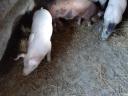Ferkel zu verkaufen