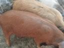 Nussfreie Ferkel zu verkaufen