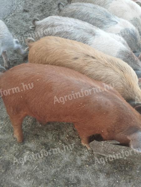 Nussfreie Ferkel zu verkaufen