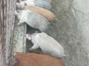 Nussfreie Ferkel zu verkaufen