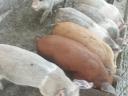 Nussfreie Ferkel zu verkaufen