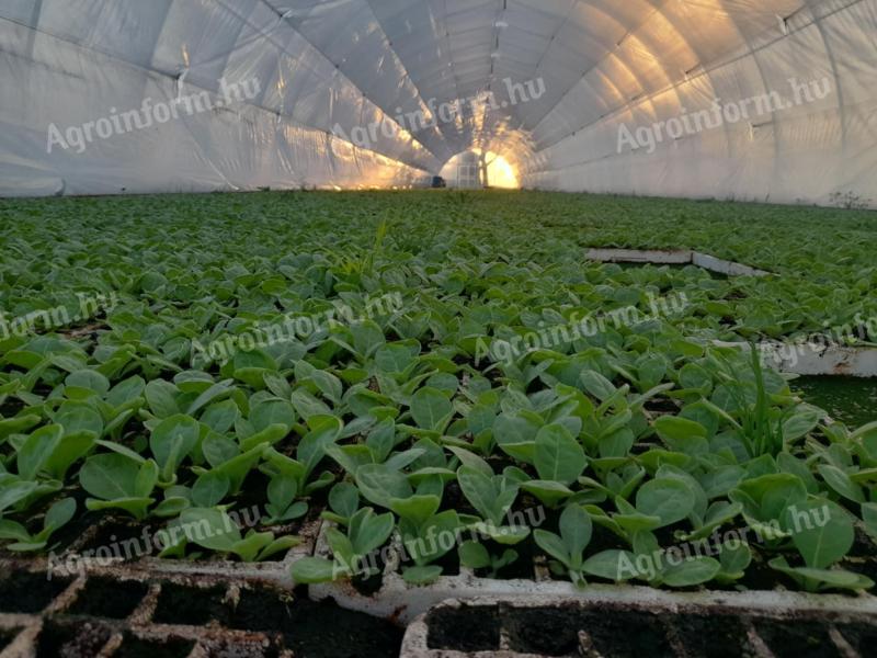 Burley tobacco slate