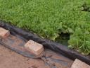Burley tobacco slate