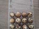 Quail eggs and Japanese quail