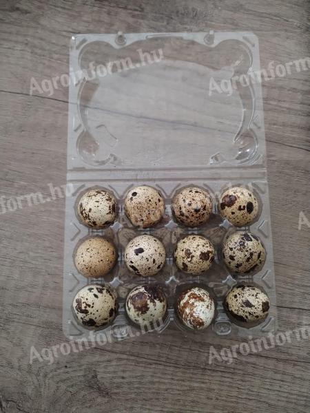 Quail eggs and Japanese quail
