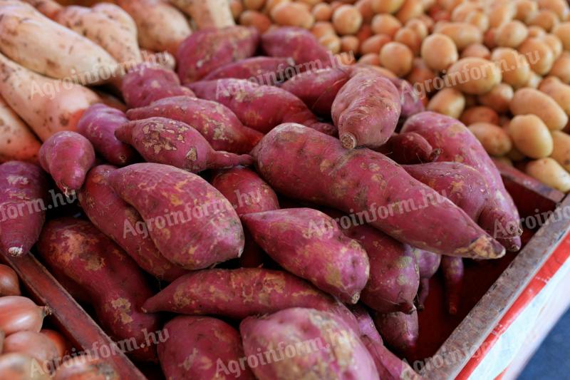 Egyptské mango, bangladéšske liči, egyptské sladké zemiaky, datle barhi, pomaranče a citrusy