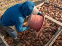 Egyptské mango, bangladéšske liči, egyptské sladké zemiaky, datle barhi, pomaranče a citrusy
