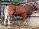 Limousin bika eladó.