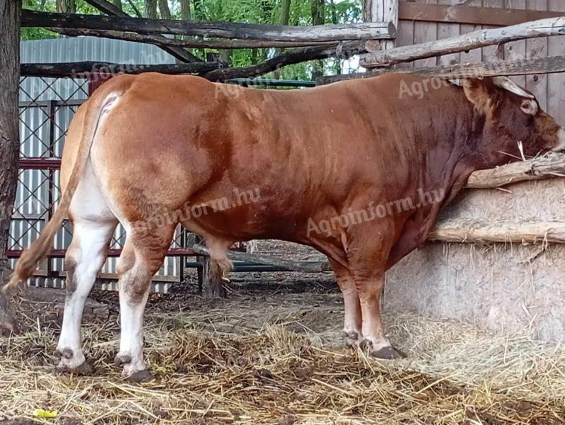 Limousin bika eladó.