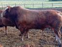 Limousin bika eladó.