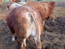 Limousin bika eladó.