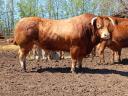 Limousin bika eladó.