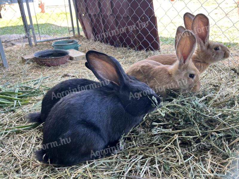 Kaninchen zu verkaufen