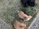 Kaninchen zu verkaufen