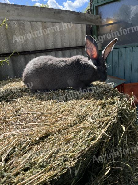 Viennese blue breeding rabbit for sale
