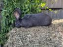 Viennese blue breeding rabbit for sale