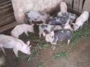 Ferkel zu verkaufen