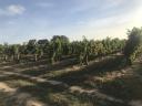 Weinbaugebiet