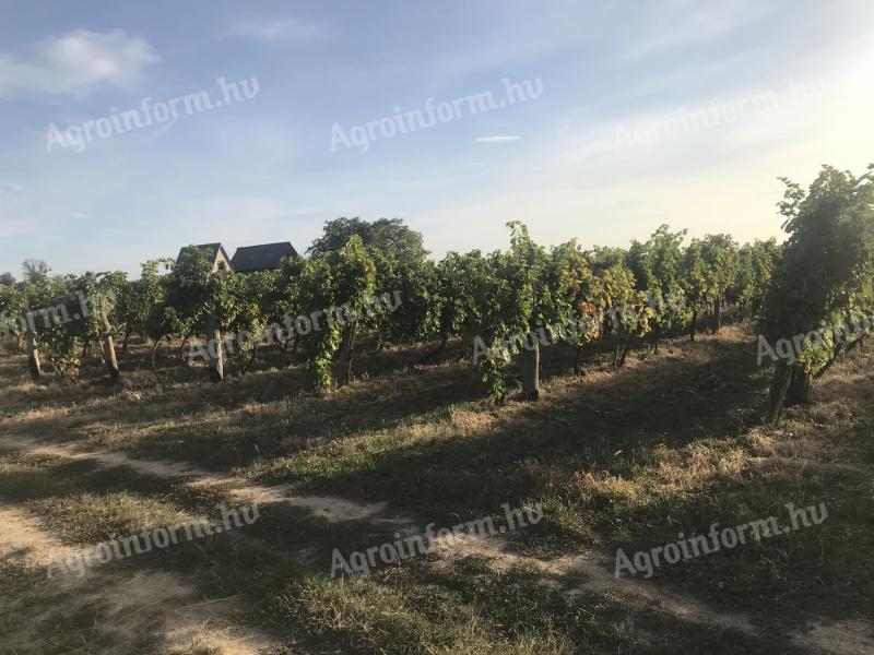 Weinbaugebiet