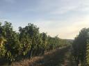 Weinbaugebiet