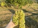 Weinbaugebiet