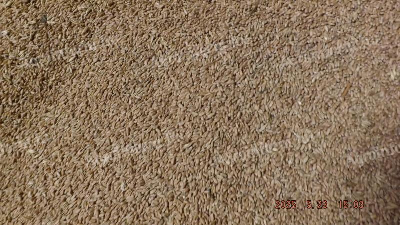 Food wheat for sale - 2024 crop
