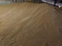Food wheat for sale - 2024 crop