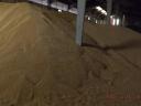 Food wheat for sale - 2024 crop