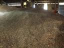 Food wheat for sale - 2024 crop
