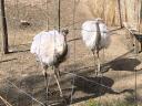 Nandu eggs available