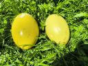 Nandu eggs available