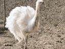 Nandu eggs available