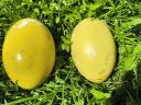 Nandu eggs available