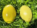 Nandu eggs available