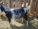 Capricorn goat for sale