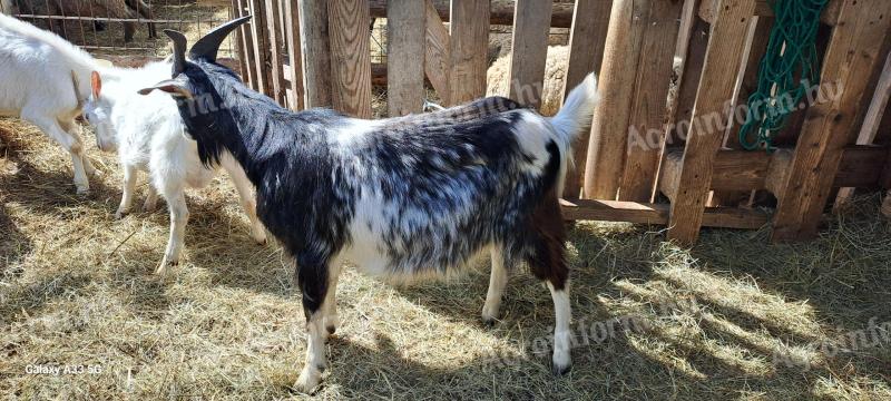 Capricorn goat for sale