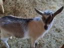 Capricorn goat for sale
