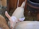 Capricorn goat for sale