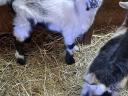 Capricorn goat for sale