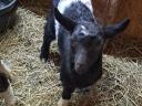 Capricorn goat for sale